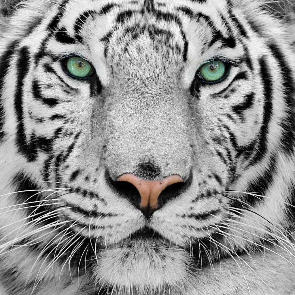 Get Unstuck - white tiger staring head on to the camera